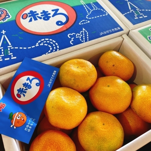 Jaながさき西海 長崎県産 味まる ハウスみかん 佐々豊青果のニュース まいぷれ 花巻 北上 一関 奥州 Jaながさき西海 長崎県産 味まる ハウスみかん 佐々豊青果のニュース まいぷれ 花巻 北上 一関 奥州