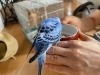 「≪速報≫　見つかりました！！　～迷いインコ【新居浜市　坂井町】～」