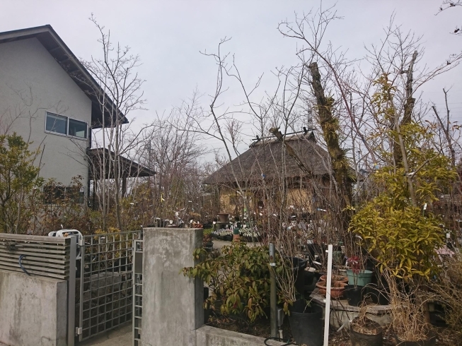 久留米市くるめ緑化センター茶花の里へ デイサービス 金太郎のニュース まいぷれ 八女市 広川町 久留米市くるめ緑化センター茶花の里へ デイサービス 金太郎のニュース まいぷれ 八女市 広川町