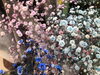 かすみ草（染め）「自由研究で困ったら…【恵庭/花屋/花一】」