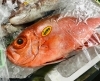 「西海物産館・魚魚市場鮮魚コーナーおすすめは「生うに」です♪」