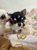 甘えん坊に育つ、愛しい子犬たち「天真爛漫で甘えん坊♪ロングコートチワワの女の子「ぺぺちゃん」」