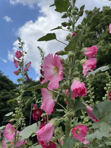 入り口に咲く「習志野散歩❗️」