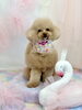 スタッフ犬　きぃ「Spring swan」