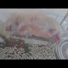 暑さで倒れた…？おもしろ可愛いハムスターHot and dying cute funny hamster　＃26