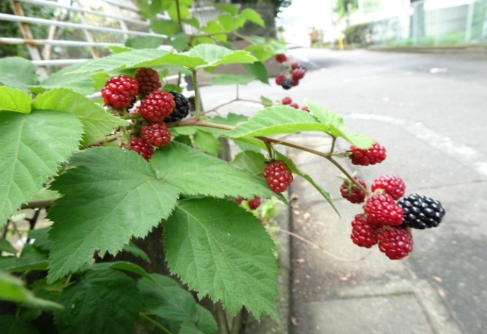 木イチゴ ラズベリー 季節を感じる まいぷれ 府中市 木イチゴ ラズベリー 季節を感じる まいぷれ 府中市