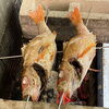 のどぐろ塩焼き「魚沼市の和食料理店　旬食や　香秀(かしゅう)です　ご希望の料理はご予約にて賜ります！！」
