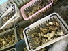 「魚魚市場鮮魚コーナーおすすめは「伊勢エビ」です♪」