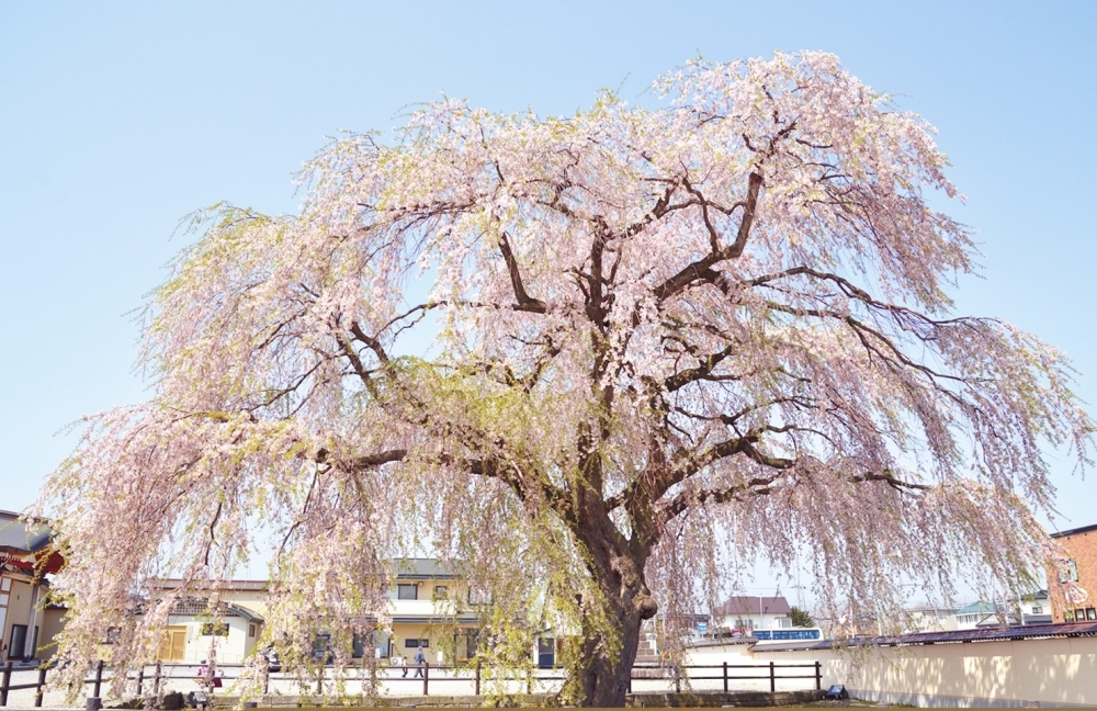 21年 北斗市のお花見 桜スポット 函館市 北斗市 七飯町 道南の桜スポット紹介 まいぷれ 函館 21年 北斗市のお花見 桜スポット 函館市 北斗市 七飯町 道南の桜スポット紹介 まいぷれ 函館