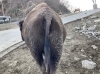 写真③「ブログ「動物のしっぽクイズ～」」