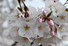 「彼岸桜」ではありませんが…「春分の日」
