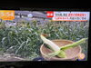 旬の野菜『白トウモロコシ（雪の妖精）』🌽「☆カラフル野菜の小山農園『newsイット！』📺☆無事にオンエア☆」