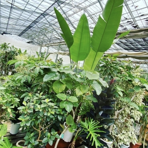 「レンタルで使用した植物をお手頃価格で販売【福島市　観葉植物専門店】」