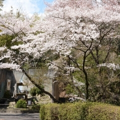 ■広島市■動物園は春もオススメ！！