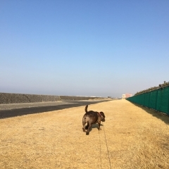 ご利用例 小型犬のペットシッター 海浜幕張