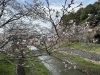 クサビラ神社「栗東市　桜」