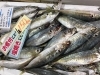 「魚魚市場鮮魚コーナーおすすめは「羽ガツオ・ビンチョウマグロ」です♪」