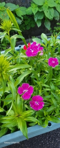 春の花達が散った後に元気に咲き始めたなでしこの花「5月のHotline　News　～わず、なう、うぃる～」