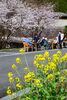 今年は菜の花が不調です。肥料切れ？根こぶ病？連作障害？「花見第一陣」