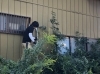 「庭木の伐採作業🌳🌲」