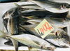 「魚魚市場鮮魚コーナーおすすめは「クロムツ・アラカブ」です♪」