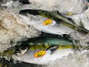 「魚魚市場鮮魚コーナーおすすめは「あじ・サバ」です♪」