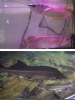 4億年の進化を生き抜いた古代魚たち！かすみがうら市水族館で進化の