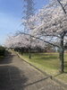 陽光きらめく満開の桜 promenade「チーズ香る大葉豚巻きとごちそう蒸籠蒸し」