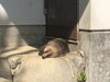 巣箱に篭りがちだったアナグマも日なたでウトウト「動物の様子🐾」