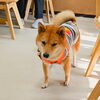 うめちゃん「今日のお友達」