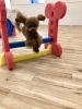 くうくん　ジャンプ^o^「ましゅまろ幼稚園　^o^」