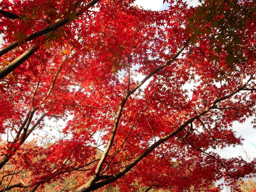 都筑区の紅葉スポットご紹介 都筑区の公園と緑道のすべて 北部編 まいぷれ 横浜市都筑区