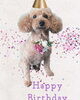 「Dog salon mofu mofu　余市町」