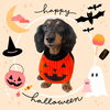 「Dog salon mofu mofu　余市町」
