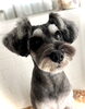虎太郎くん／シュナウザー「わんこフェイス　^o^」