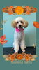 「Dog salon mofu mofu　余市町」
