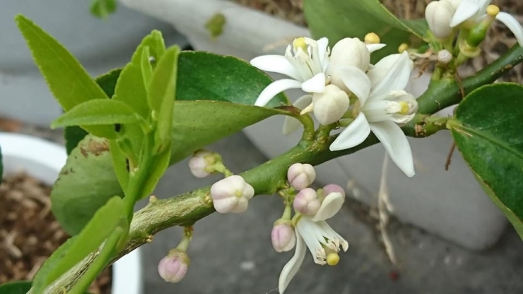 縁～enishi～で栽培中のライムの花「縁～enishi～のおすすめ！おいしいから紹介します(*^^*)」