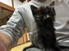 「甘えん坊な黒猫の赤ちゃん、優しい家族を探しています」