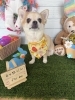 チワワ　カット「🐶ポメラニアン、キャバリア、チワワ、トリミングにお友達🐣」