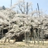 根尾谷淡墨桜（ねおだにうすずみざくら）