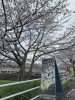 湖南市　お花見「湖南市　さくら」