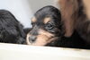 「ミニチュアダックス子犬情報」