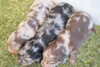 「ミニチュアダックス子犬情報」