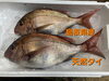 「○本日のお刺身○【島根県産】ヨコワマグロ、天然タイ」