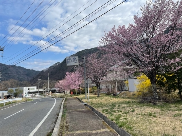 王滝村村道1号線の桜「木曽町三岳・王滝村への県道20号は桜が見頃です」