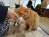 おやつもらったニャ～「猫カフェKuro　里親様募集中」