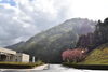 八重桜「八重桜が見頃に近づいてきました」