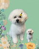 「Dog salon mofu mofu　余市町」