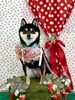 にこちゃん「わんことストロベリー🍓」