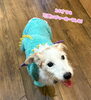 「爪と耳とお尻のお手入れに来てくれました！🐶✨」